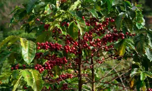 En kaffeplanta med mogna, röda bär som hänger tätt på grenarna. Bladen är gröna och glansiga, och bakgrunden är suddig grönska.