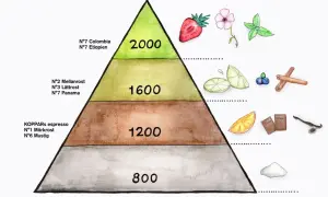 En smakpyramid visar var odlas kaffe, med olika rostningar och smaknoter som jordgubbar, citrus, choklad och kanel.