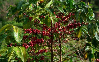 En kaffeplanta med mogna, röda bär som hänger tätt på grenarna. Bladen är gröna och glansiga, och bakgrunden är suddig grönska.