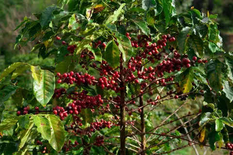 En kaffeplanta med mogna, röda bär som hänger tätt på grenarna. Bladen är gröna och glansiga, och bakgrunden är suddig grönska.