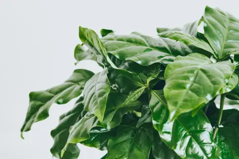 Närbild på en frodig kaffe planta med glänsande gröna blad mot en ljus bakgrund.