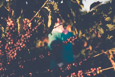 Kaffeplantans grenar dignar av mogna kaffebär, en vacker frukt som snart blir till ditt morgonkaffe. En person skymtar i bakgrunden.