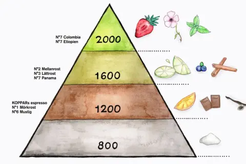 En smakpyramid visar var odlas kaffe, med olika rostningar och smaknoter som jordgubbar, citrus, choklad och kanel.