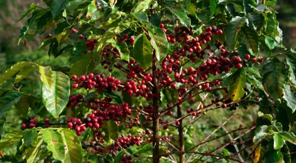 En kaffeplanta med mogna, röda bär som hänger tätt på grenarna. Bladen är gröna och glansiga, och bakgrunden är suddig grönska.