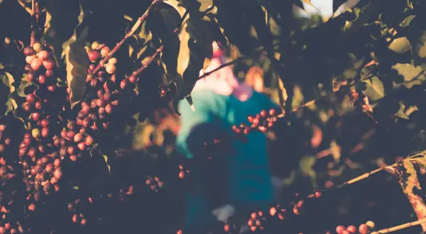 Kaffeplantans grenar dignar av mogna kaffebär, en vacker frukt som snart blir till ditt morgonkaffe. En person skymtar i bakgrunden.