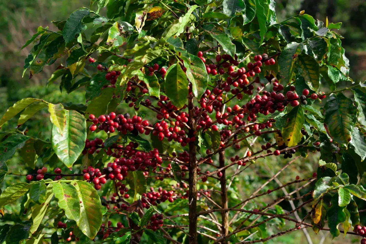 En kaffeplanta med mogna, röda bär som hänger tätt på grenarna. Bladen är gröna och glansiga, och bakgrunden är suddig grönska.