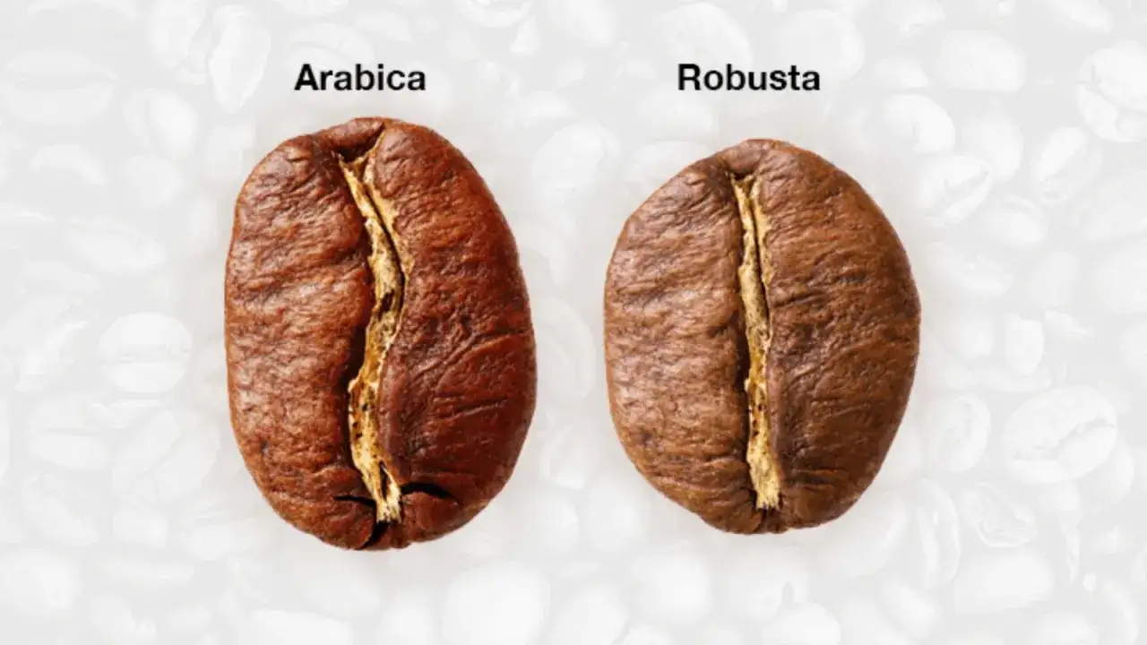 Tv&aring; kaffeb&ouml;nor, Arabica och robusta, visas. Robusta b&ouml;nan &auml;r lite rundare och m&ouml;rkare.