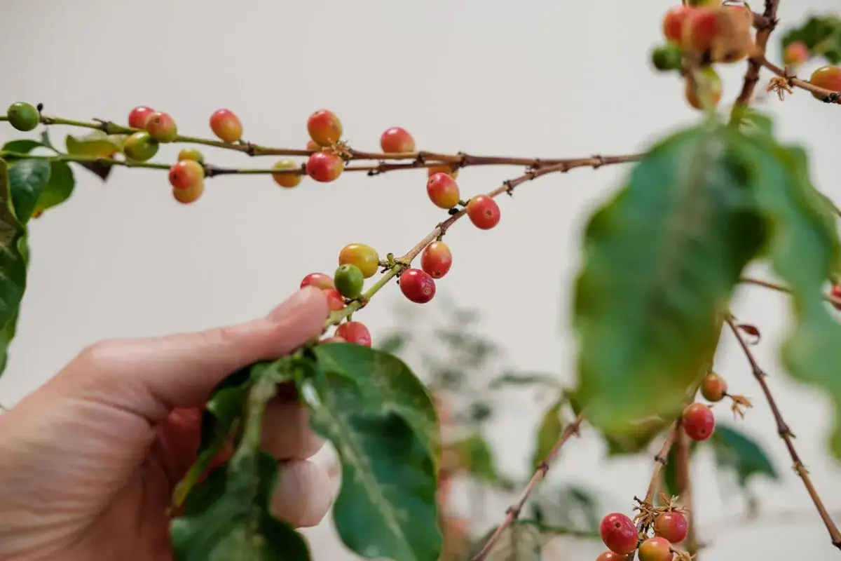 En hand plockar mogna b&auml;r fr&aring;n en kaffe planta. B&auml;ren &auml;r r&ouml;da och gula, och sitter p&aring; grenar med gr&ouml;na blad.
