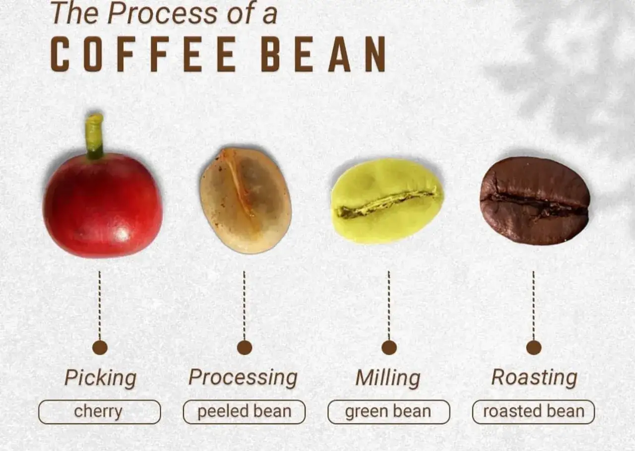 Från kaffe frukt till rostad böna: en visuell resa genom kaffets bearbetning.