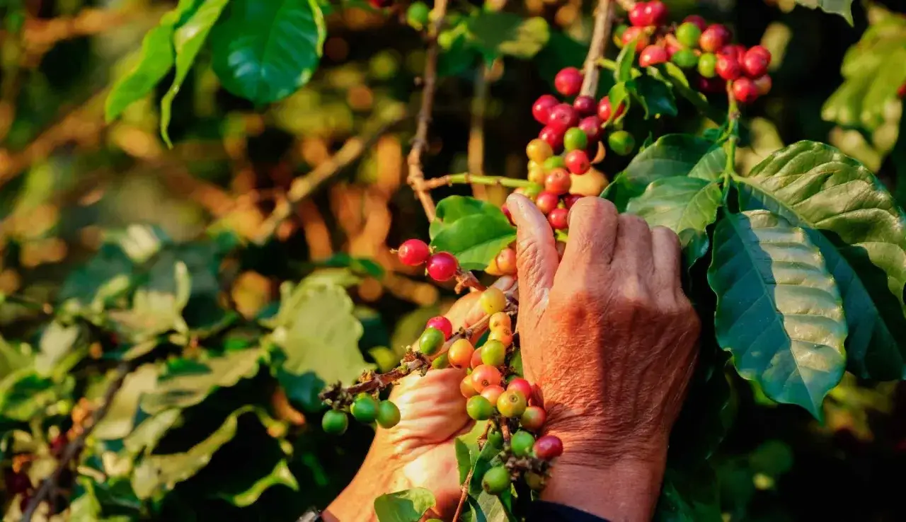 H&auml;nder plockar mogna kaffeb&auml;r fr&aring;n en gren. Visste du att kaffe &auml;r en av v&auml;rldens mest handlade varor? Fakta om kaffe.