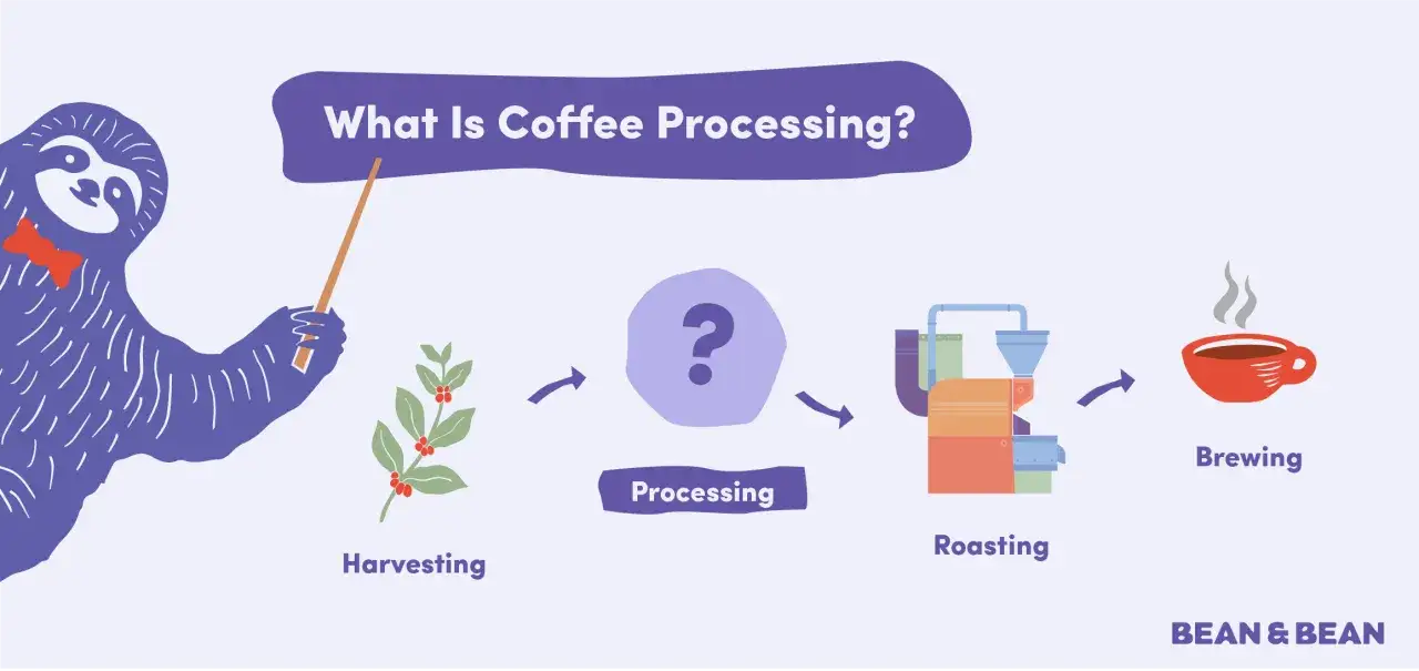 En illustration som visar kaffets resa fr&aring;n sk&ouml;rd till bryggning. L&auml;r dig kaffe fakta med denna steg-f&ouml;r-steg-guide.