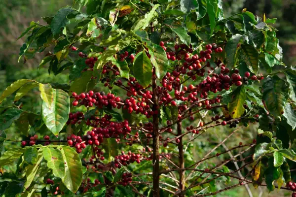 En kaffeplanta med mogna, röda bär som hänger tätt på grenarna. Bladen är gröna och glansiga, och bakgrunden är suddig grönska.
